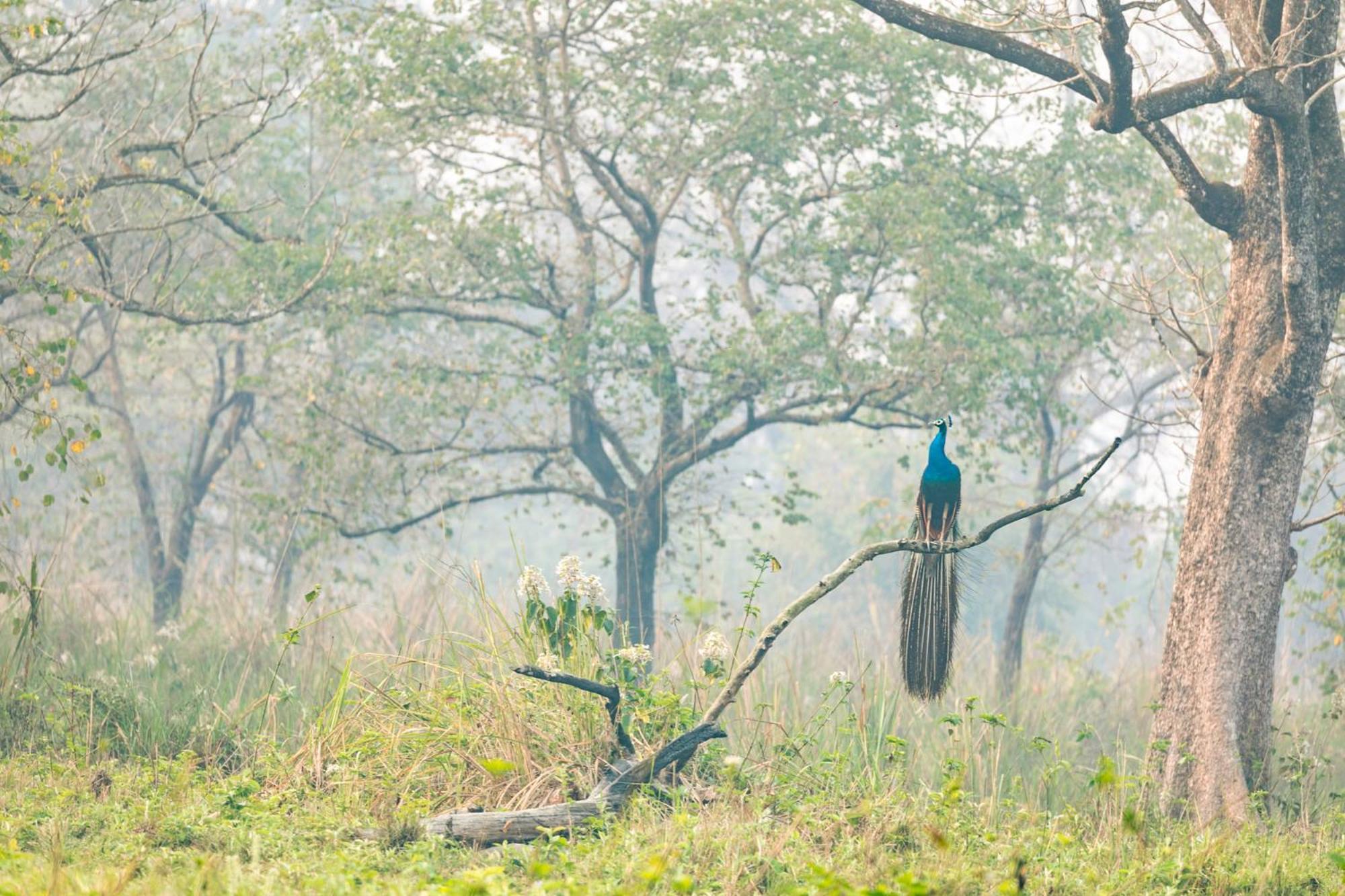 Hotel Kasara Chitwan Patlahara Esterno foto